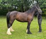 3 Year Old Filly