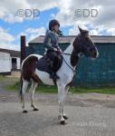 15.2hh Riding Mare