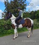 15.2hh Riding Mare