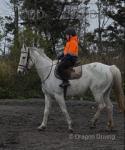 16.2hh Riding Mare