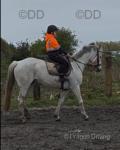 16.2hh Riding Mare