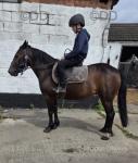 13.2hh Ride & Drive Mare