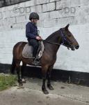 13.2hh Ride & Drive Mare