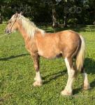 Colt