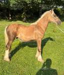 Colt