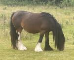 12.3hh Mare with Colt Foal at Foot