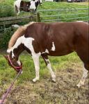 Ride & Drive Filly