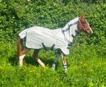 Ride & Drive Filly