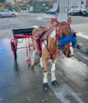 Ride & Drive Filly