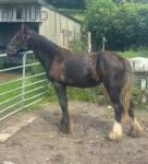 Yearling Filly