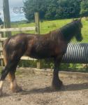 Yearling Filly