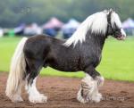 Duke, 12.3hh. Riding Stallion