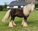 Duke, 12.3hh. Riding Stallion