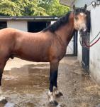 15hh Welsh Section D Stallion