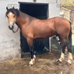 15hh Welsh Section D Stallion