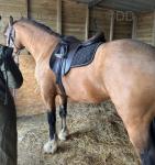 15hh Welsh Section D Stallion