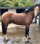 15hh Welsh Section D Stallion
