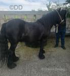 14hh Dales Ride and Drive Gelding 