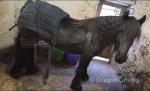14hh Dales Ride and Drive Gelding 