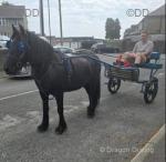 14hh Dales Ride and Drive Gelding 