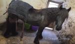 14hh Dales Ride and Drive Gelding 