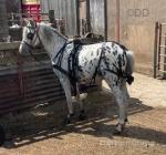 Sam, Gelding 