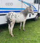 Sam, Gelding 