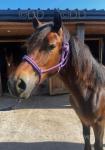 Welsh Section D Colt