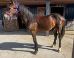 Welsh Section D Colt