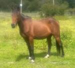 Betty, 15.2hh Ride and Drive Mare