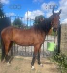 Betty, 15.2hh Ride and Drive Mare