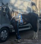 Shadow, Gelding 