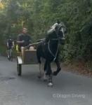 Shadow, Gelding 