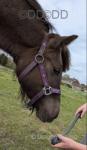 WPB Filly