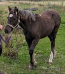 WPB Filly