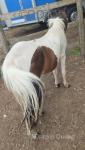 Colt