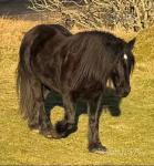 14.1hh Gelding 