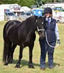 14.1hh Gelding 