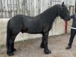 14.1hh Dales Gelding 