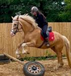 Golden Girl, 14.3hh Welsh Section D Mare