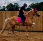 Golden Girl, 14.3hh Welsh Section D Mare