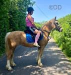 Golden Girl, 14.3hh Welsh Section D Mare
