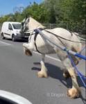 15hh Mare