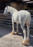15hh Mare