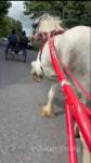 15hh Mare