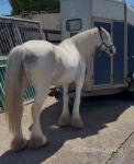 15hh Mare
