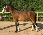 Bandit, Welsh Section A Gelding