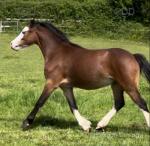 Bandit, Welsh Section A Gelding