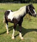 Yearling Colt