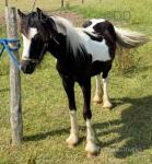 Yearling Colt